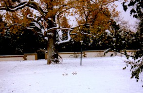 ALBU09.jpg (26612 bytes)